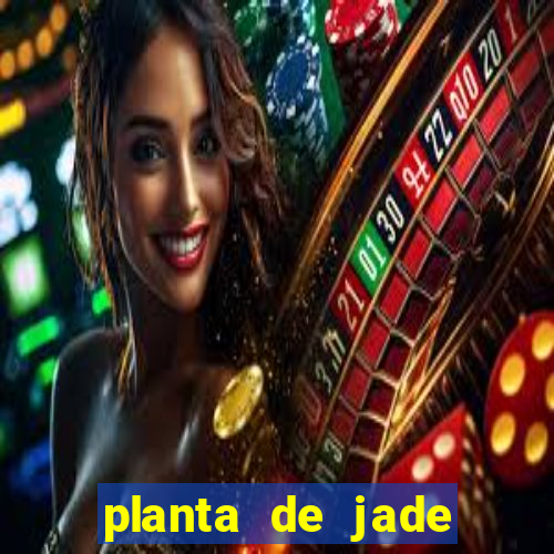 planta de jade significado espiritual